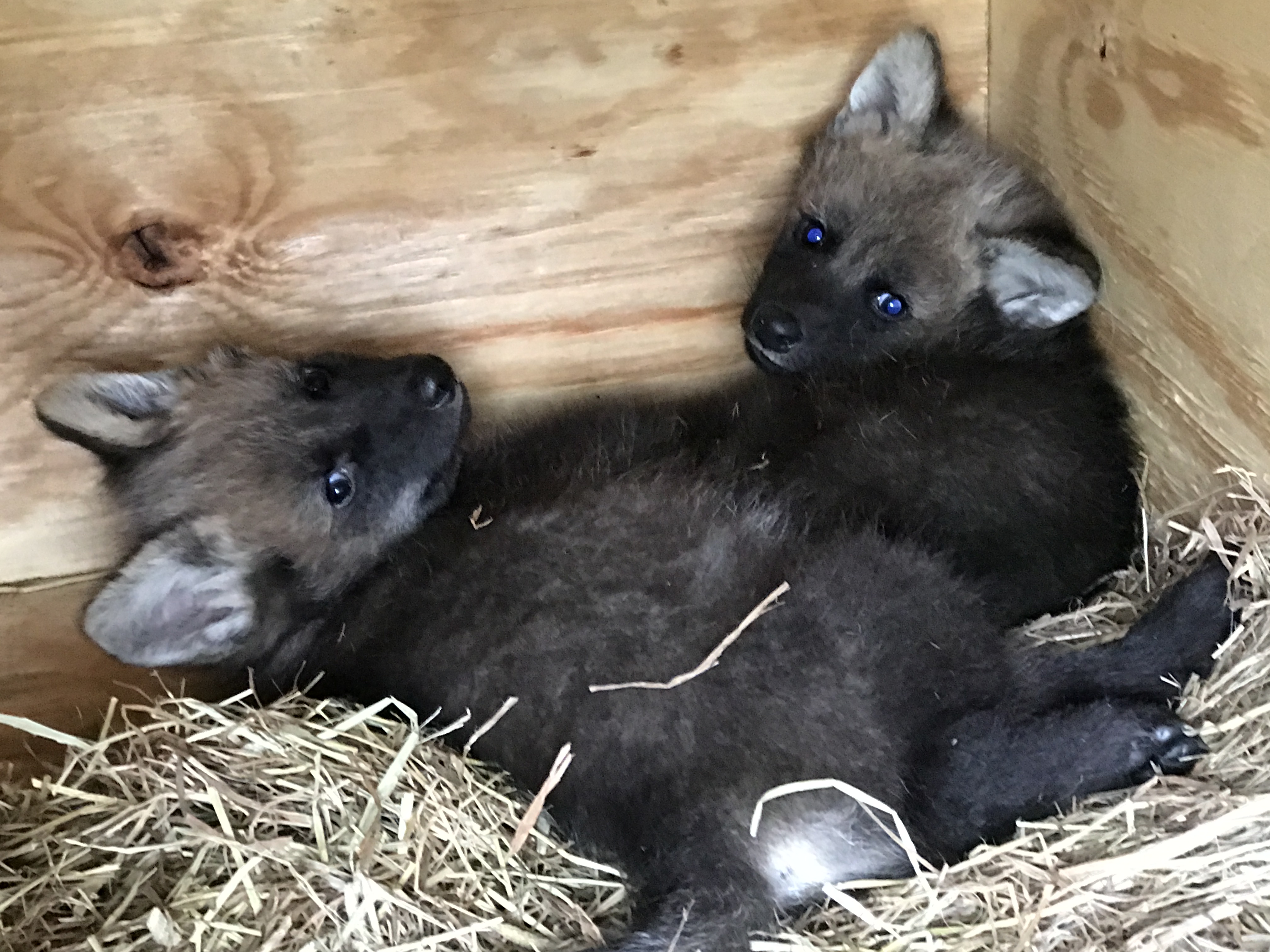 Louisville Zoo announces names of maned wolf pups | whas11.com
